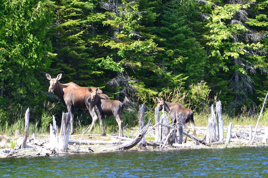 Auberge La Taniere Tadoussac Kültér fotó